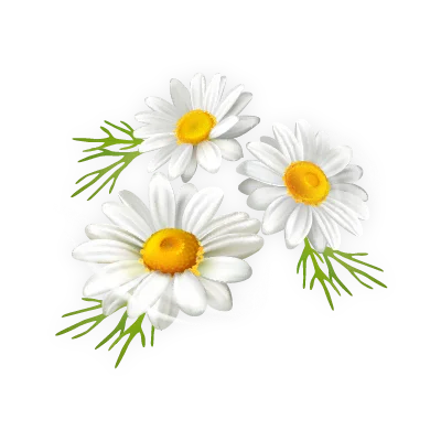 Flores de manzanilla y extracto natural